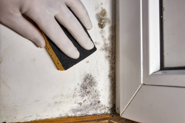 Best Mold-Related Health Consultation  in Hayden, ID