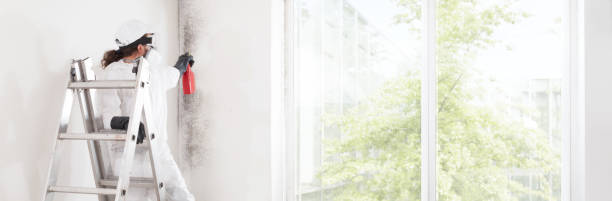 Best Environmental Consulting for Mold Prevention  in Hayden, ID